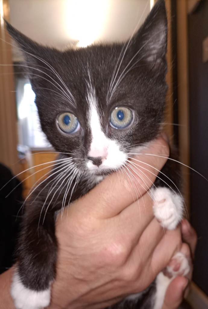 Kitten