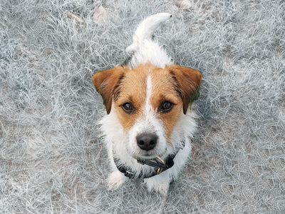 Great home offered for a small dog 