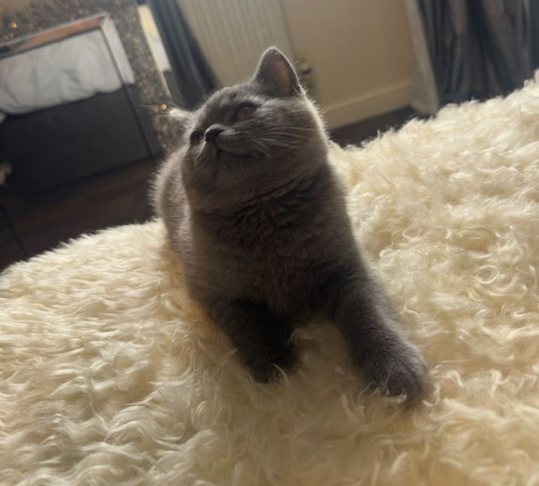     Cute blue British Shorthair Kitten Looking for Forever Home 