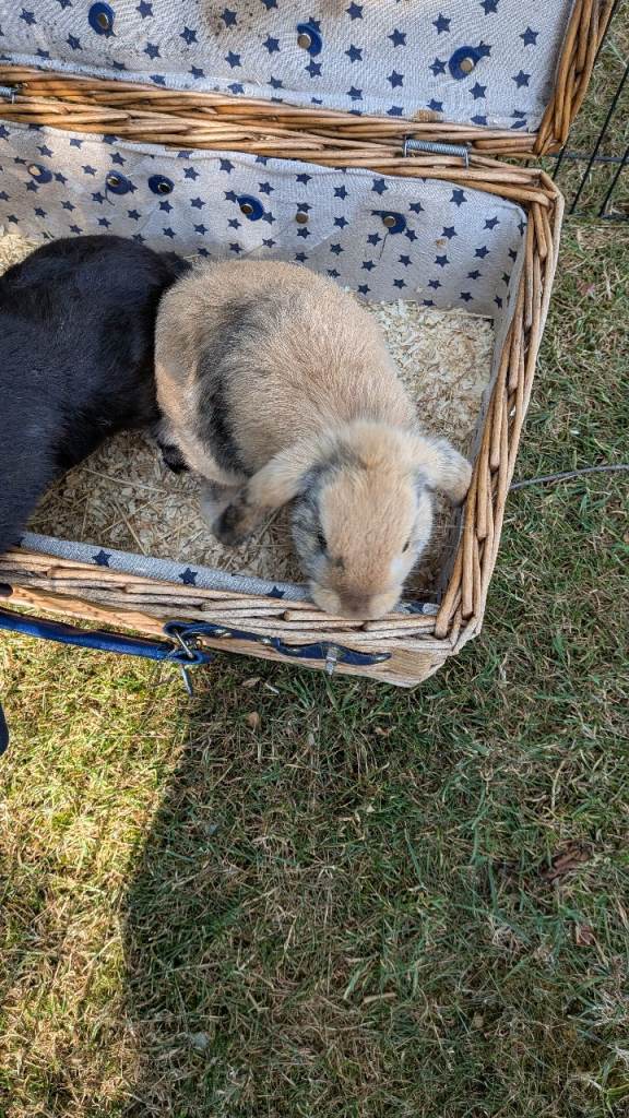 Dwarf Lop Baby Rabbits For Sale 