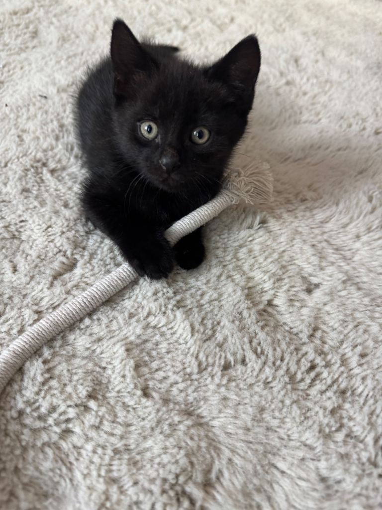 Adorable Black Kitten – Playful, Loving & Full of Personality 🖤