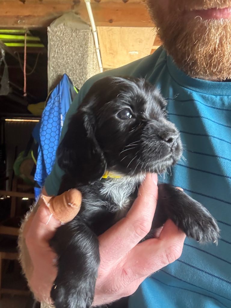 cocker spaniel pups 