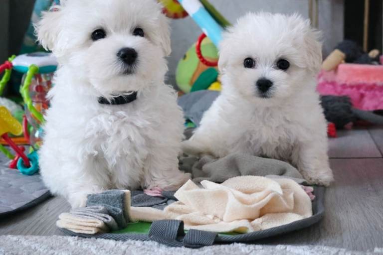Last 2 Maltese Puppies – Tiny Girl & Boy Ready Now