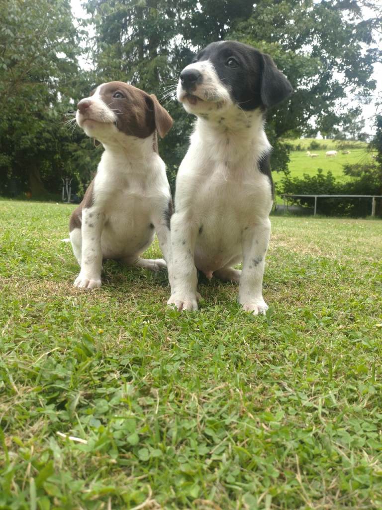 Dalmatian X Collies Pups