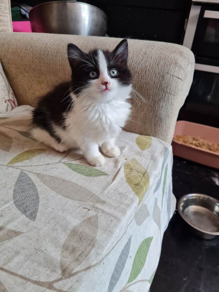 Kitten's 
