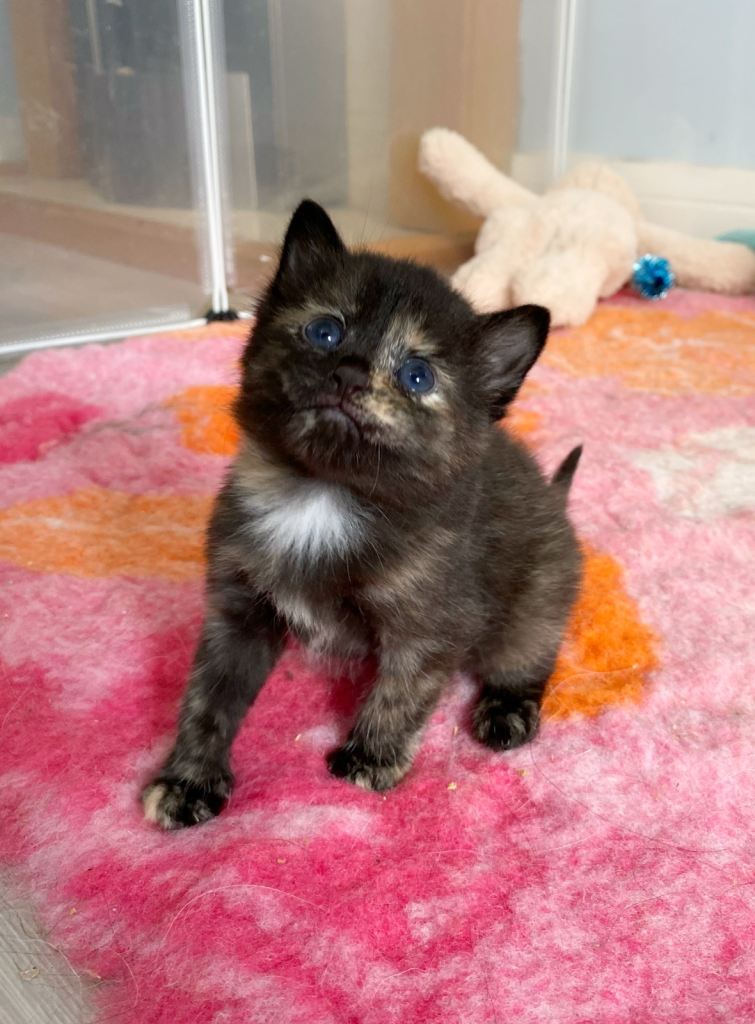 3 female mainecoon mix kittens 