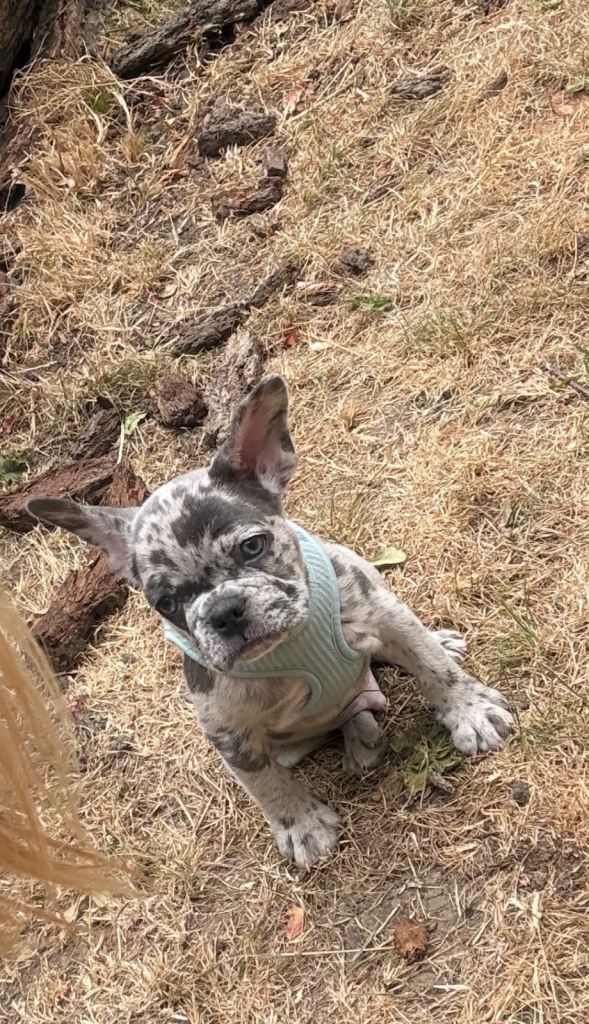 KC reg French bulldog puppies 