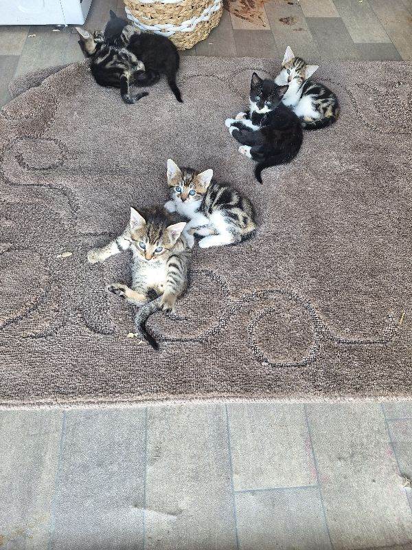 Kittens for sale 