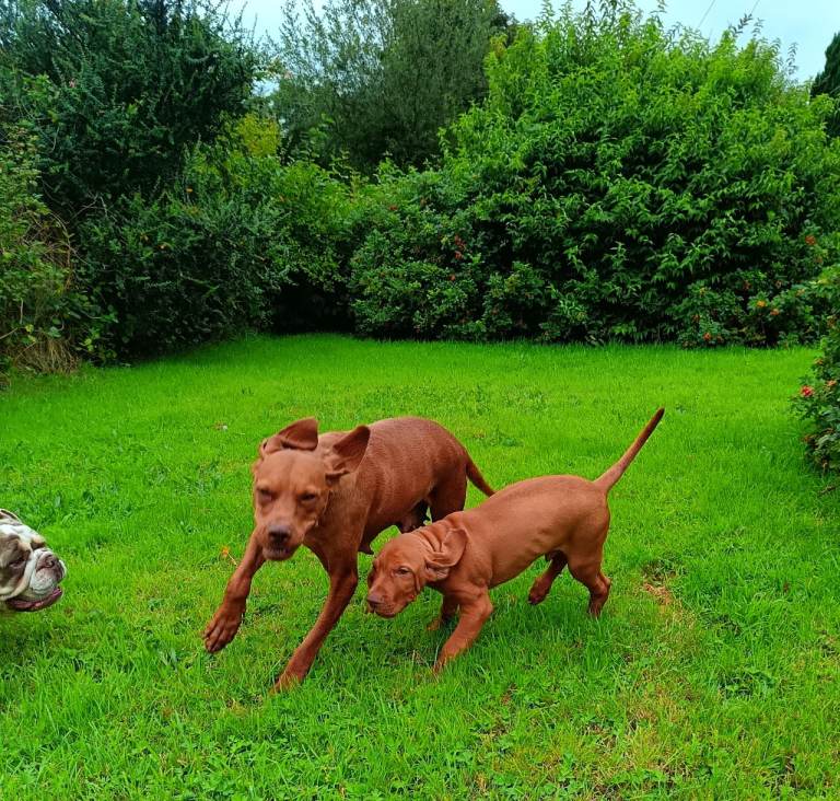 Hungarian vizsla 