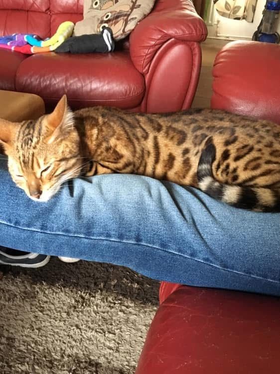 Bengal cat