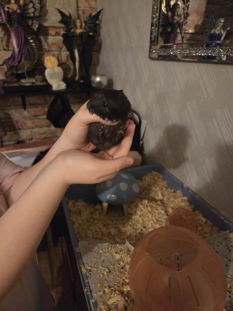 2 boy gerbils 