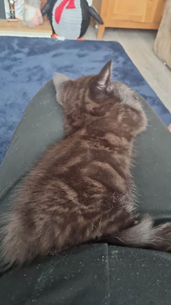 BLACK/BROWN BSH x RAGDOLL x MAINE COON KITTEN LOOKING FOR GOOD HOME