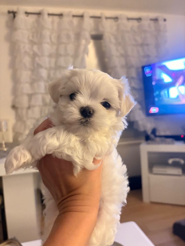 Maltese puppy boy 
