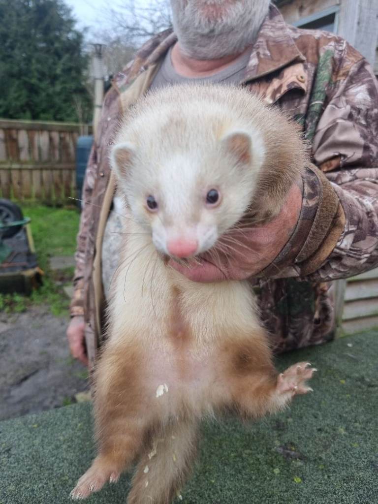 2 Sandy Hob Ferrets 
