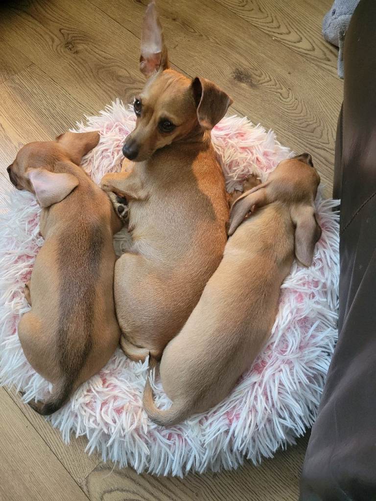 Dorky puppies