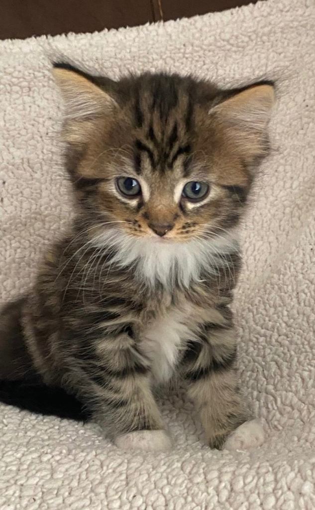 Fluffy Tabby Maine Coon Cross Kittens 