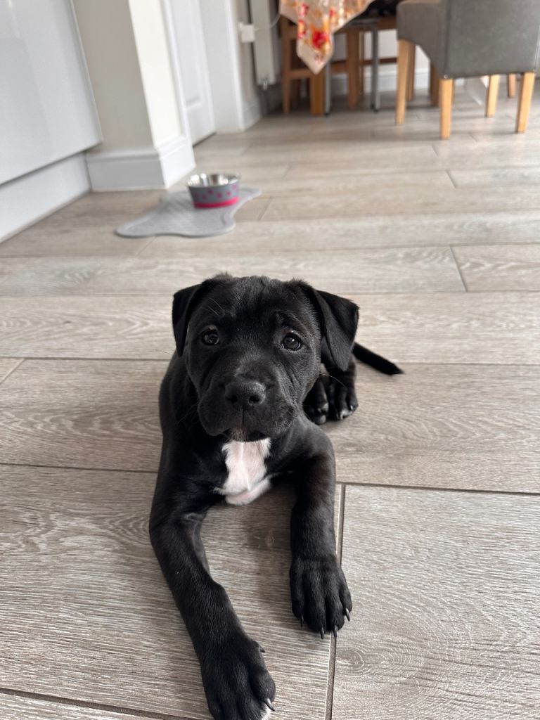 Staffordshire bull terrier puppy (9 weeks) 