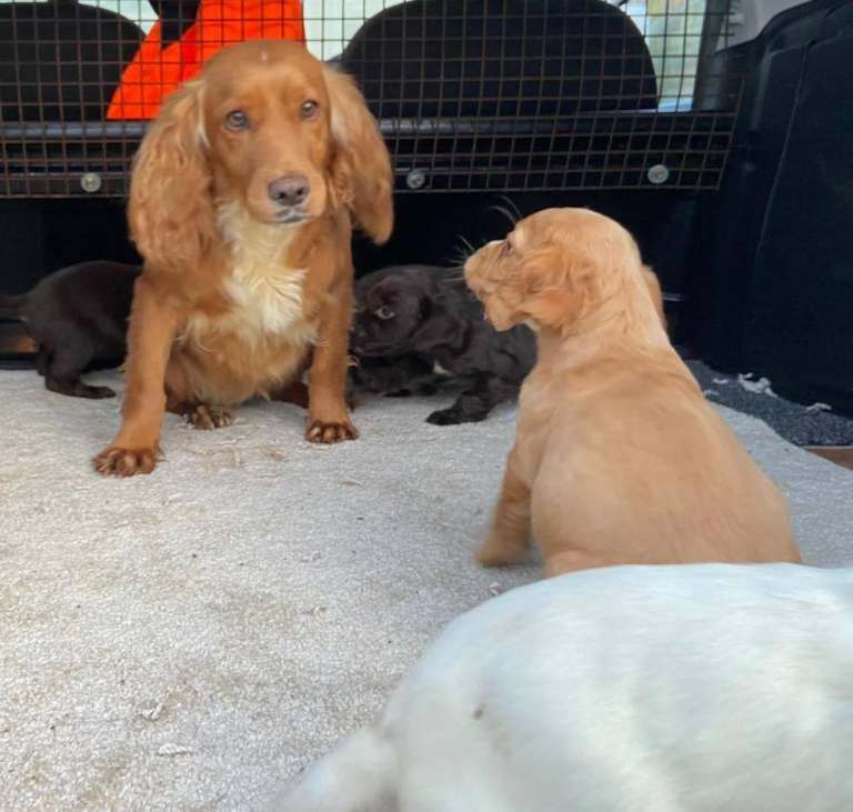 Cocker spaniel puppies 