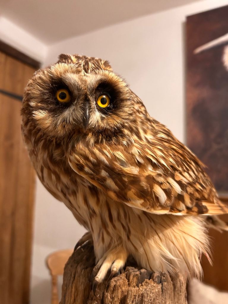 Taxidermy Short Eared Owl 