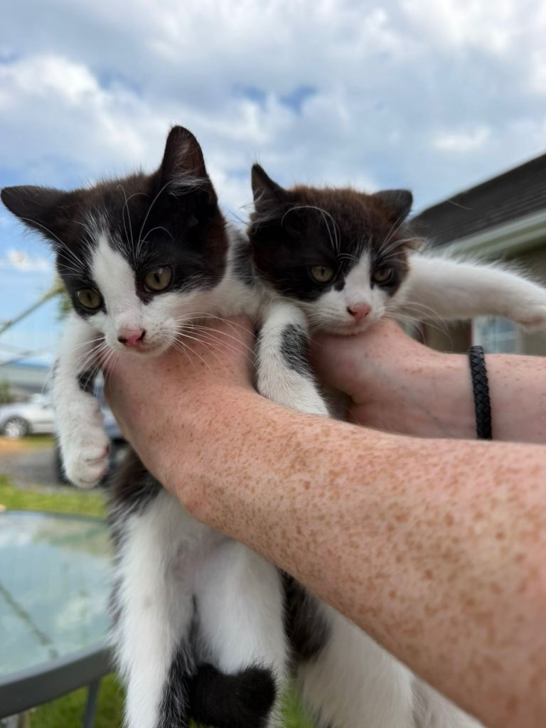 Two kittens 