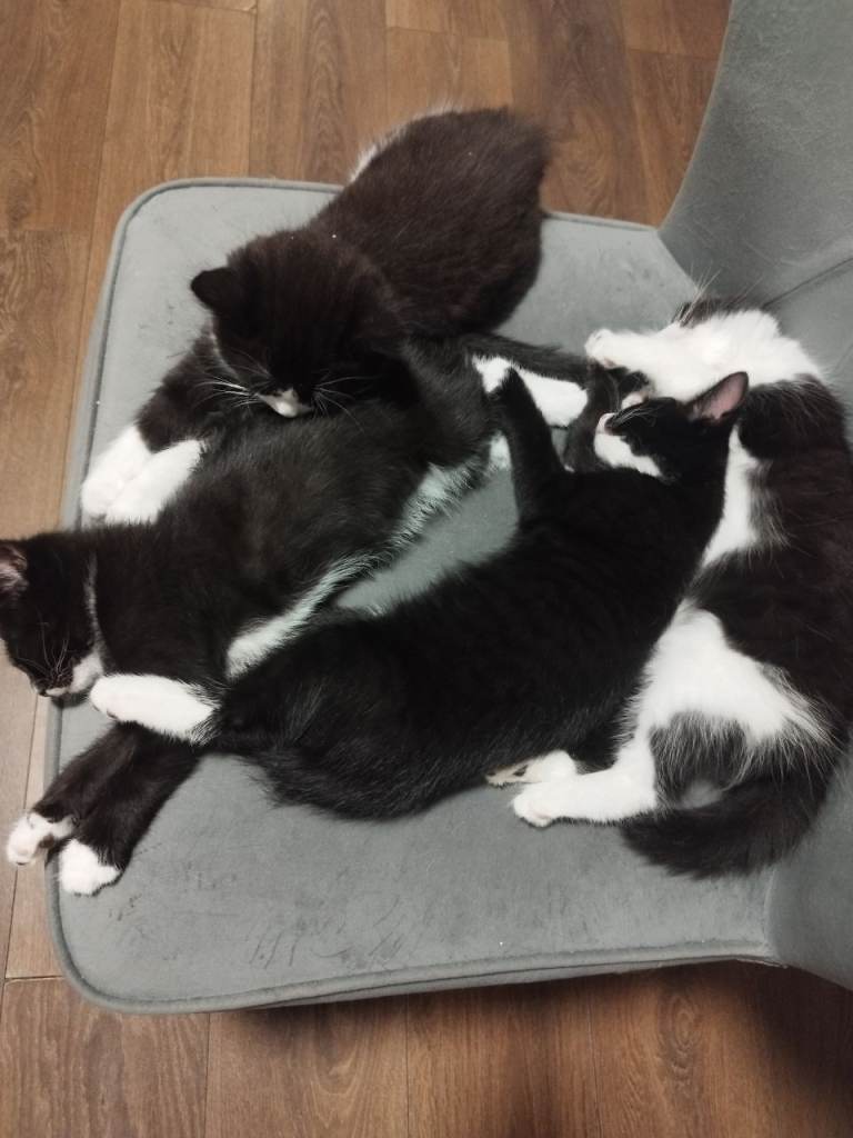 Black and white kittens looking for new homes