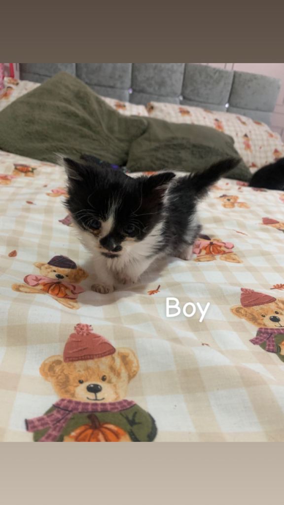 1 male kitten
