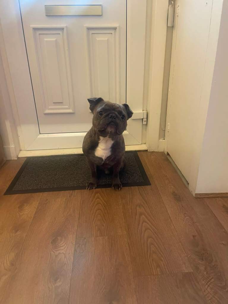🐾 Buddy – 3-Year-Old French Bulldog rehome 