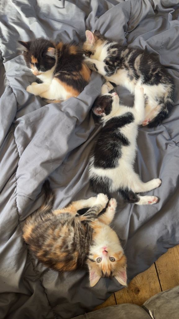 4 mixed kittens 