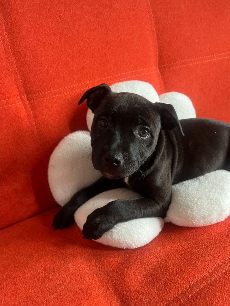 Staffordshire puppies for sale