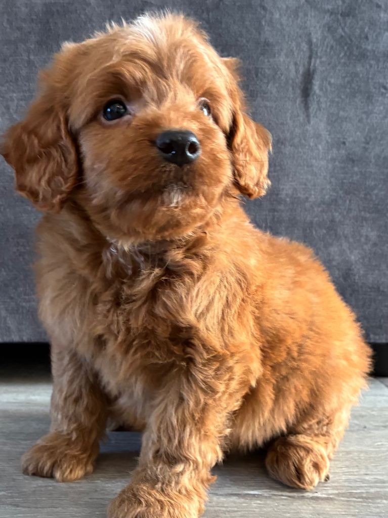 Cockapoo puppies 