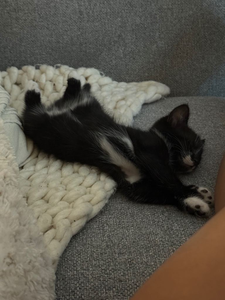 Kittens 