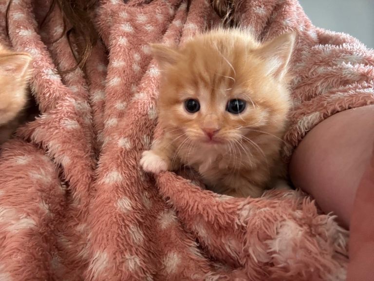ginger kittens 