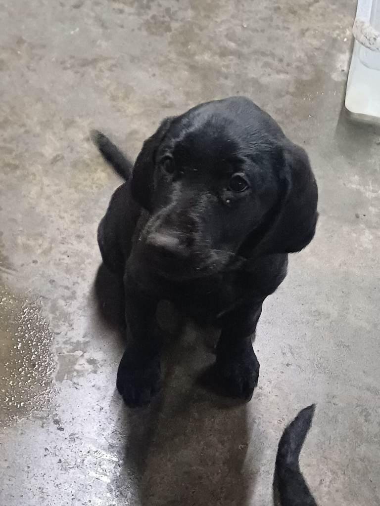 KC registered full pedigree labrador pups