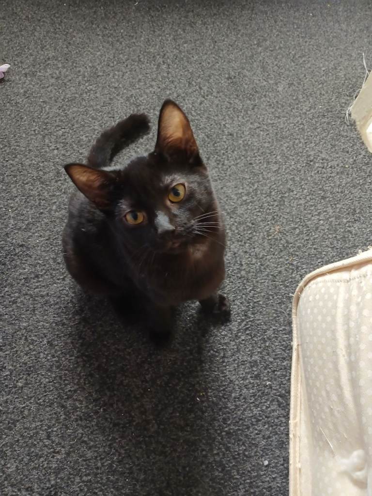 1 kitten her brother and sister have found their new forever home now she needs one  