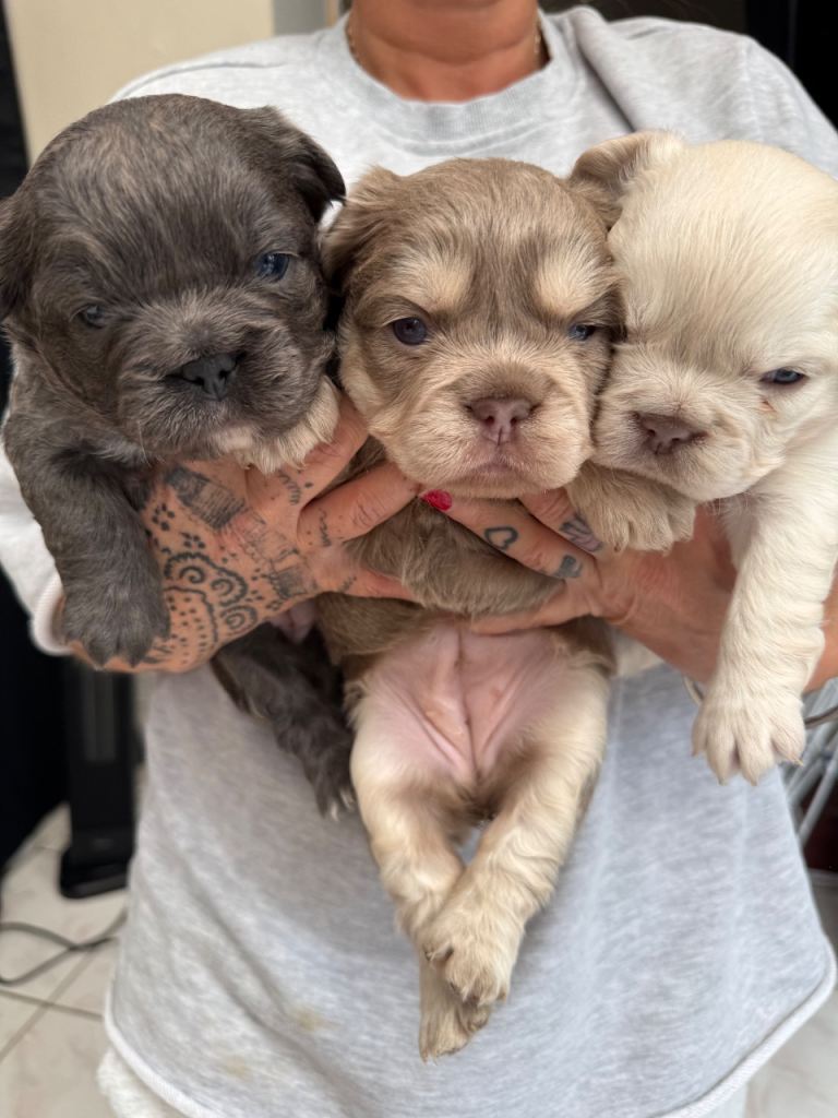 Fluffy French bulldogs