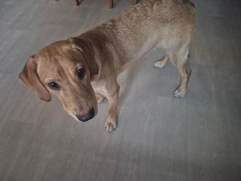 Labrador retriever male