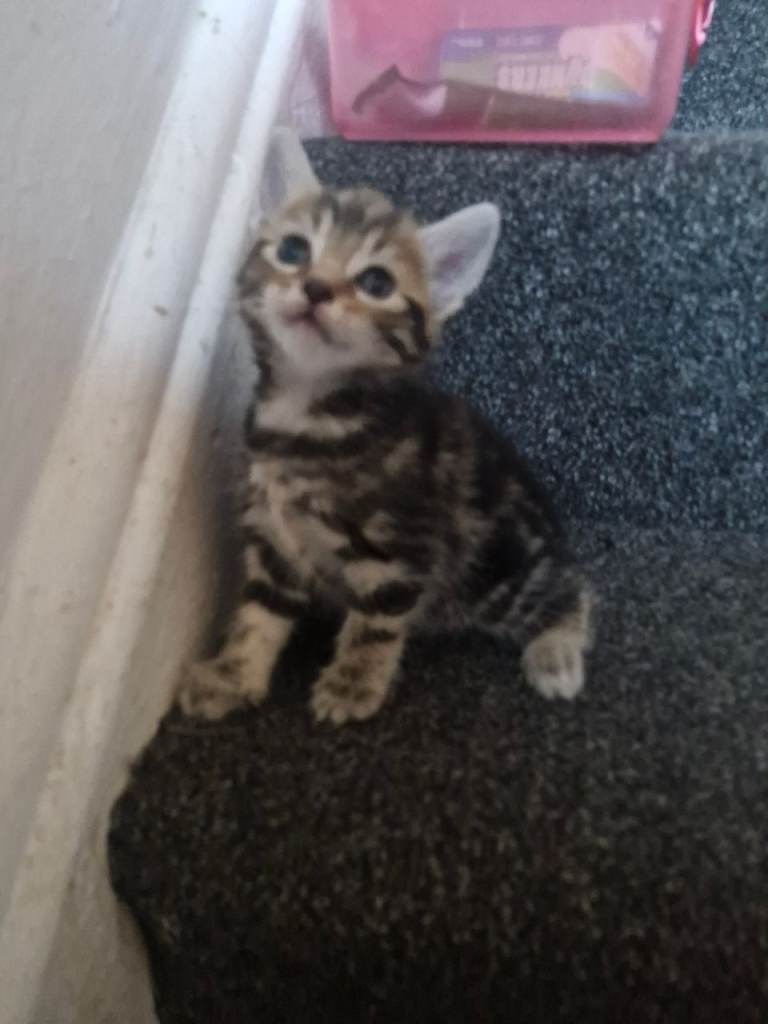 Maincoon cross kittens reduced 