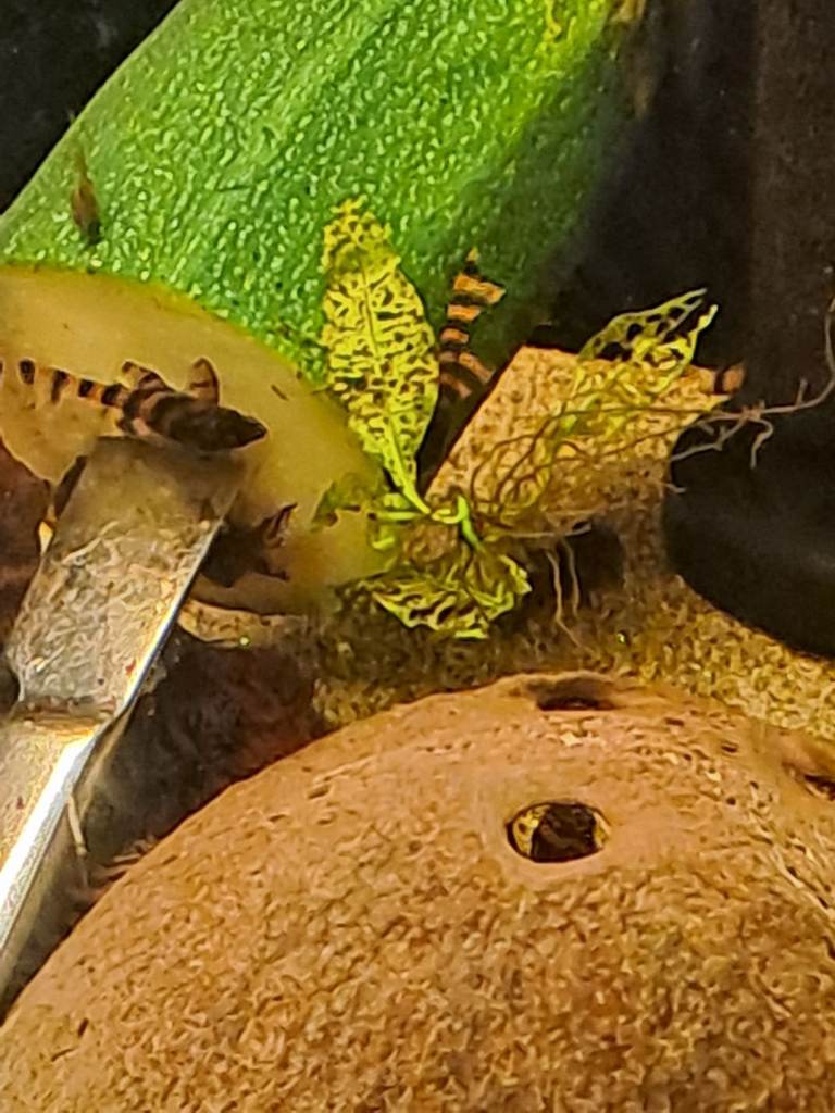 Endler guppies/Baby Tiger plecos 