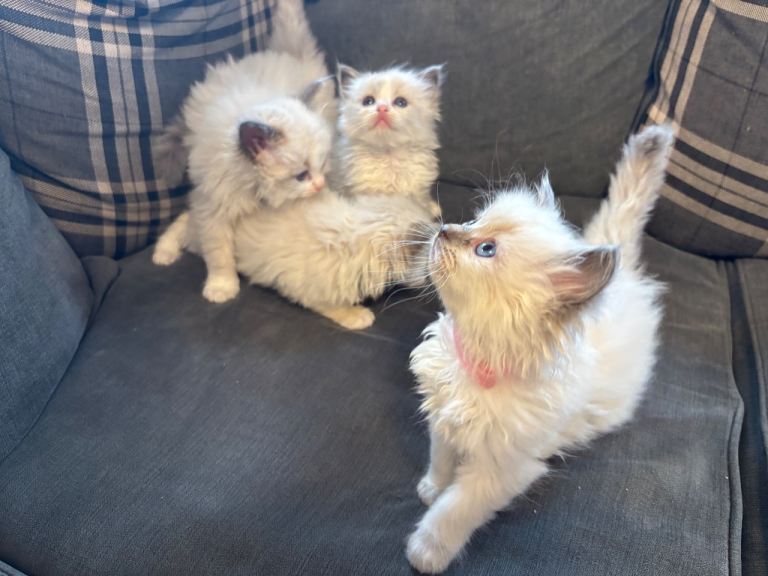 4 ragdoll kittens 