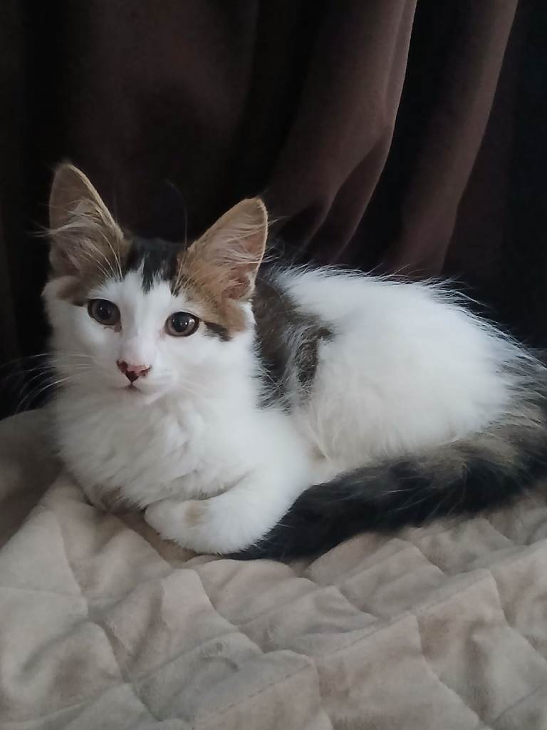 Kitten 10 weeks old 