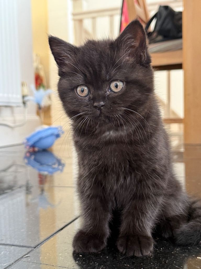 Chunky British shorthair kittens