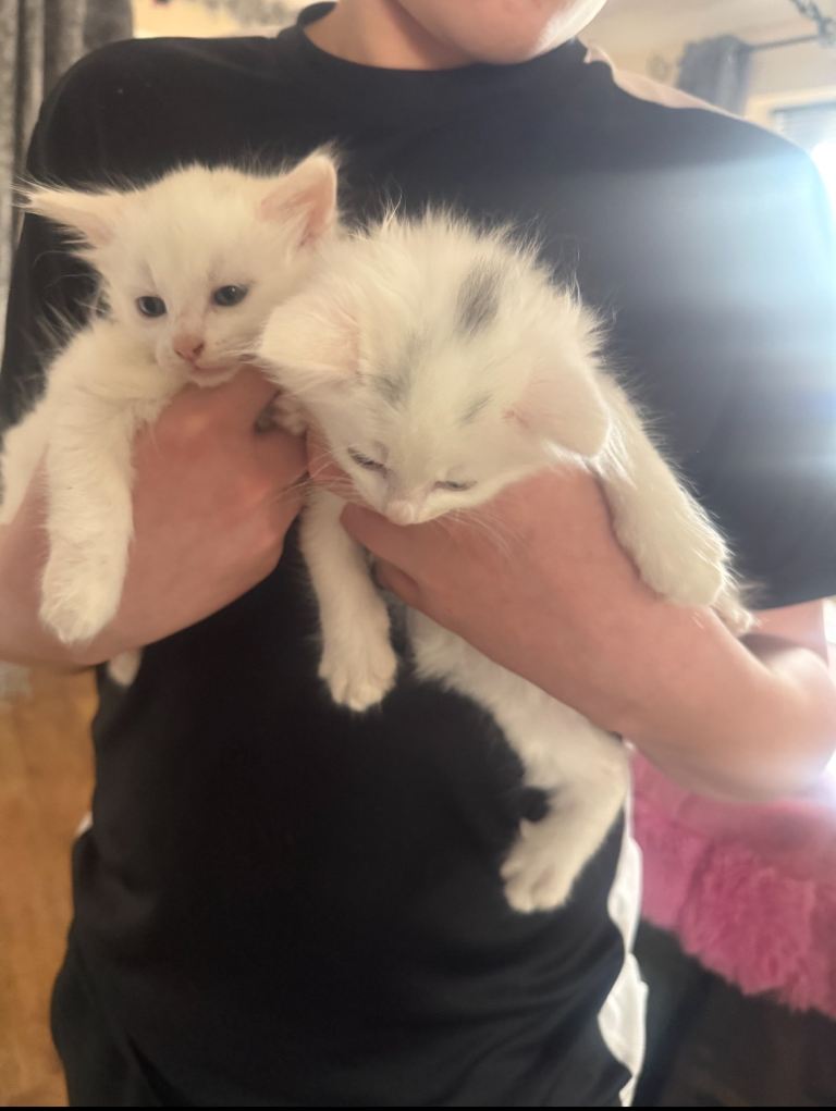 White male kittens ready now 