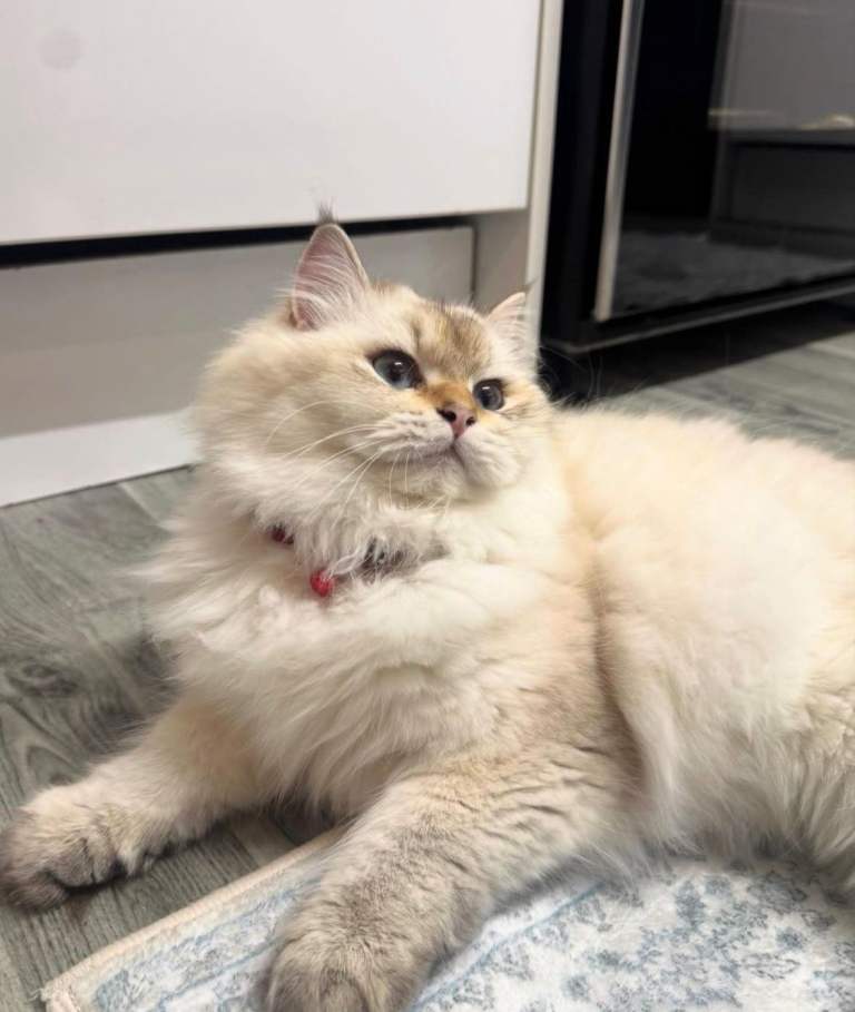 Brirish long hair kitten