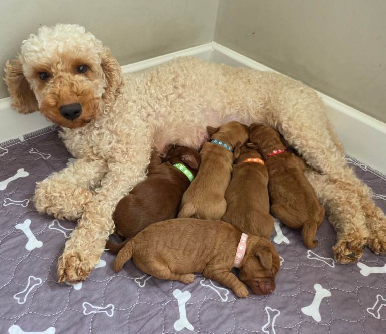 Cockapoo puppies 