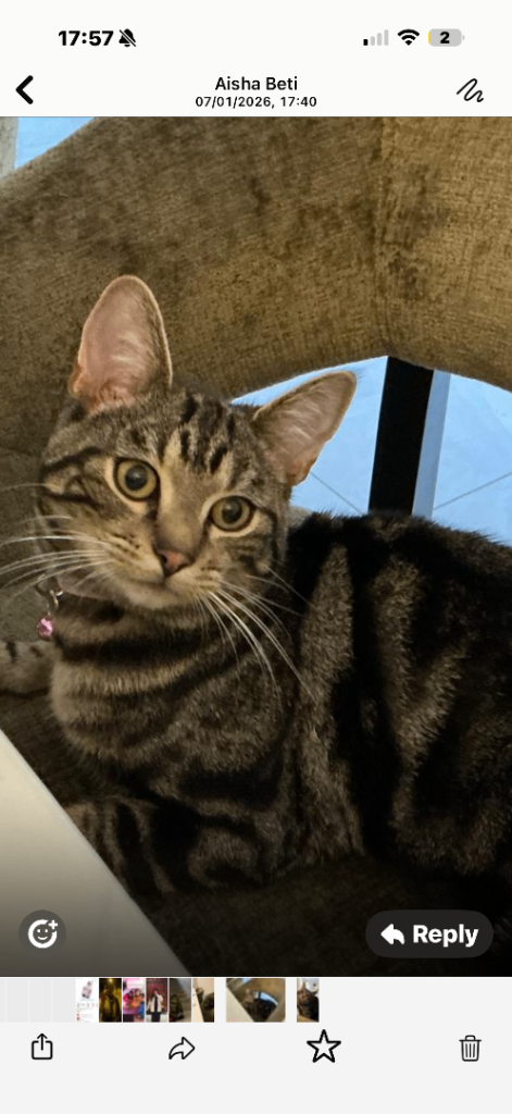 One year old Male Bengal