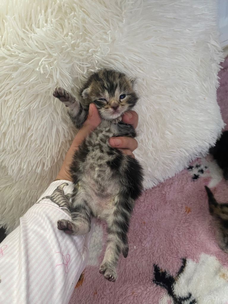Cross kittens 