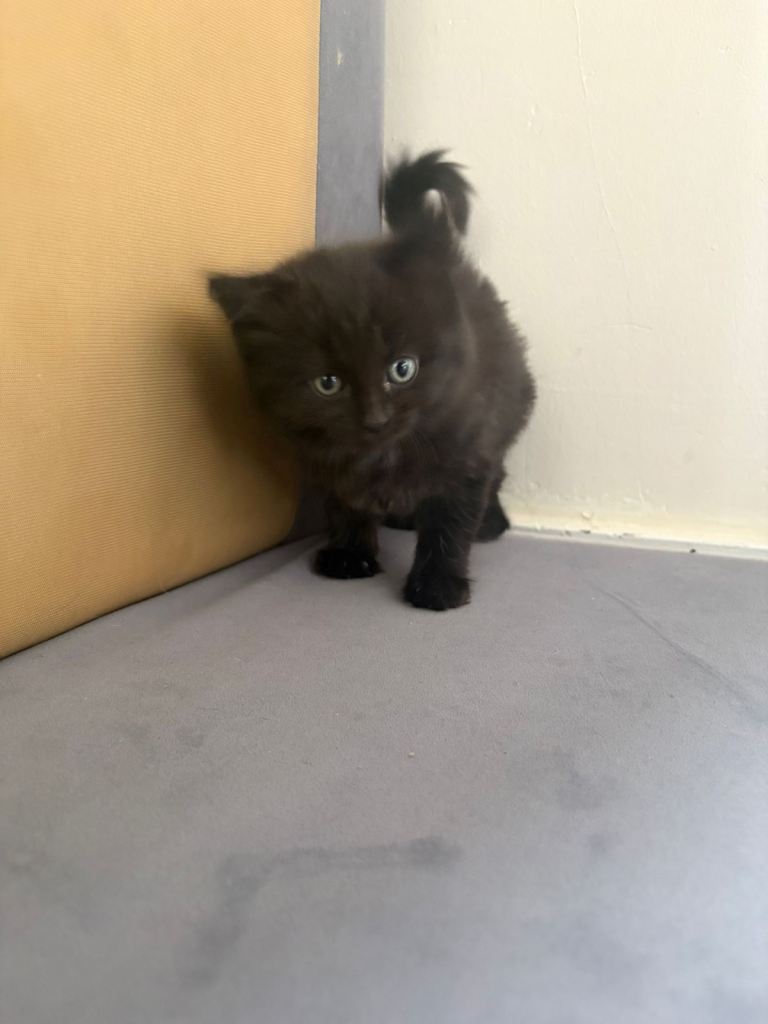 Fluffy Maine coon mixed kittens 2 boys 
