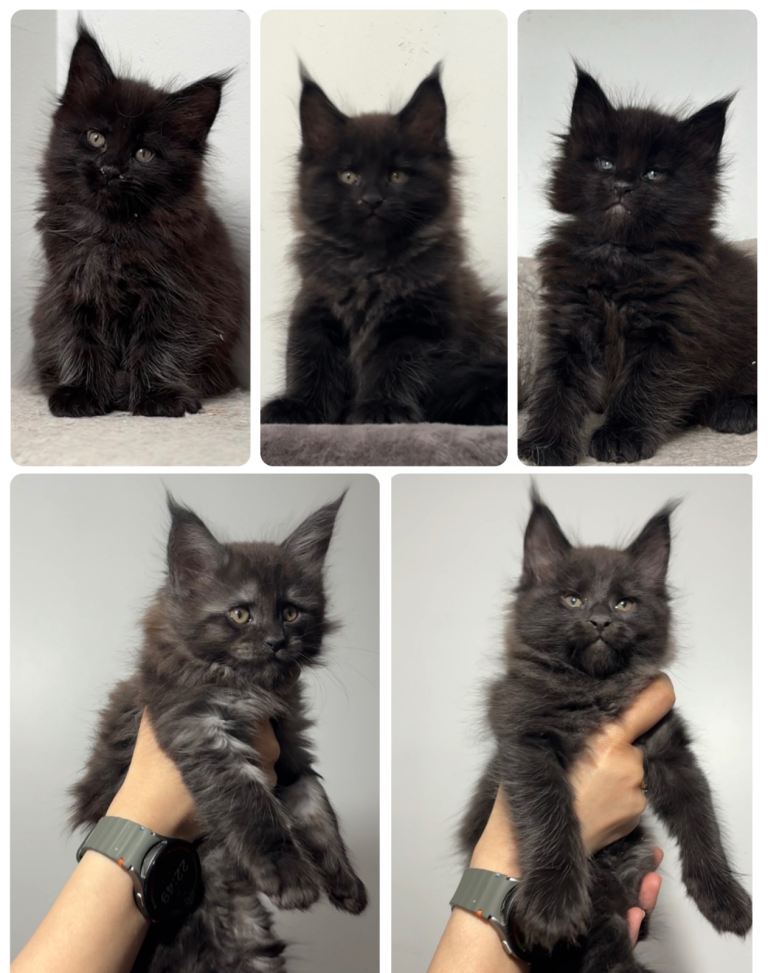 XXL Russian Maine coon kittens 