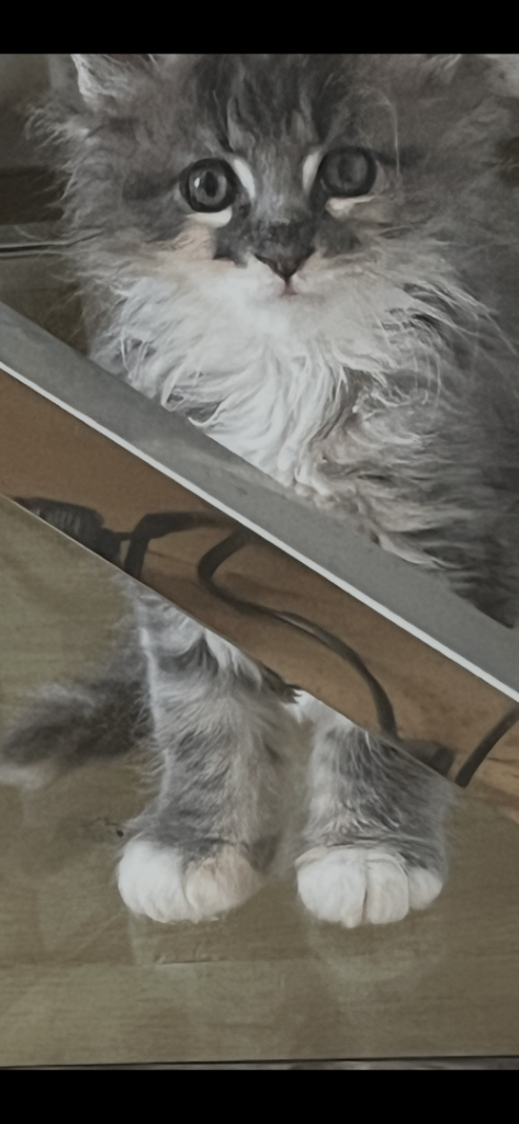 Pure breed Maine coon long haired girl kitten
