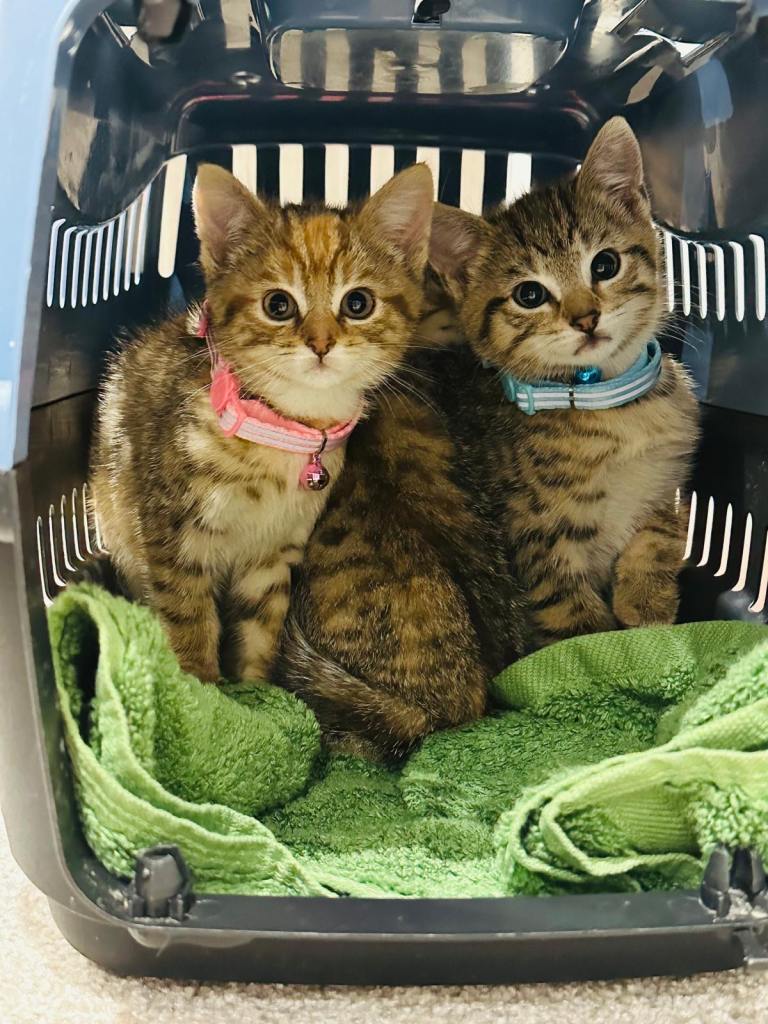 Kittens for sale 